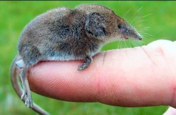 الزبابة، وهو ثديي صغير يشبه الفأر، قد يكون الحيوان الذي سمح بانتقال الفيروس الجديد إلى البشر