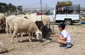 أسواق بيع أضاحي العيد في تونس