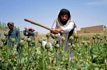 زراعة الخشخاش وإنتاج الأفيون في أفغانستان