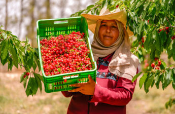 موسم قطف ثمار الكرز، أو ما يعرف في تونس بـ «حب الملوك»